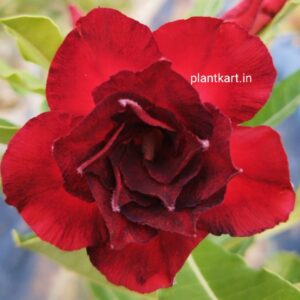 adenium flower plant