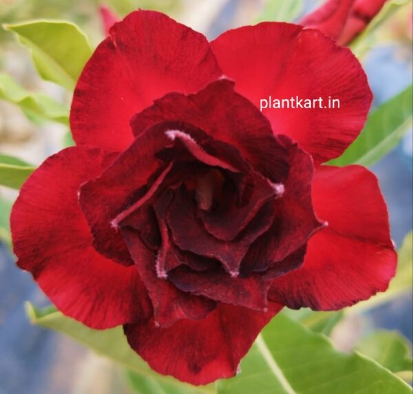 adenium flower plant