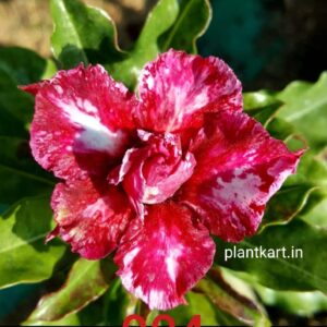 adenium grafted plant online sell