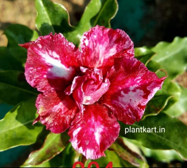 adenium grafted plant online sell