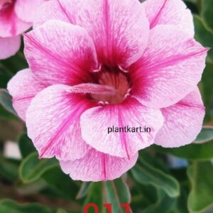 adenium plants