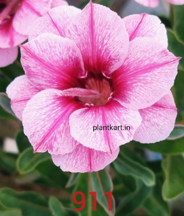 adenium plants