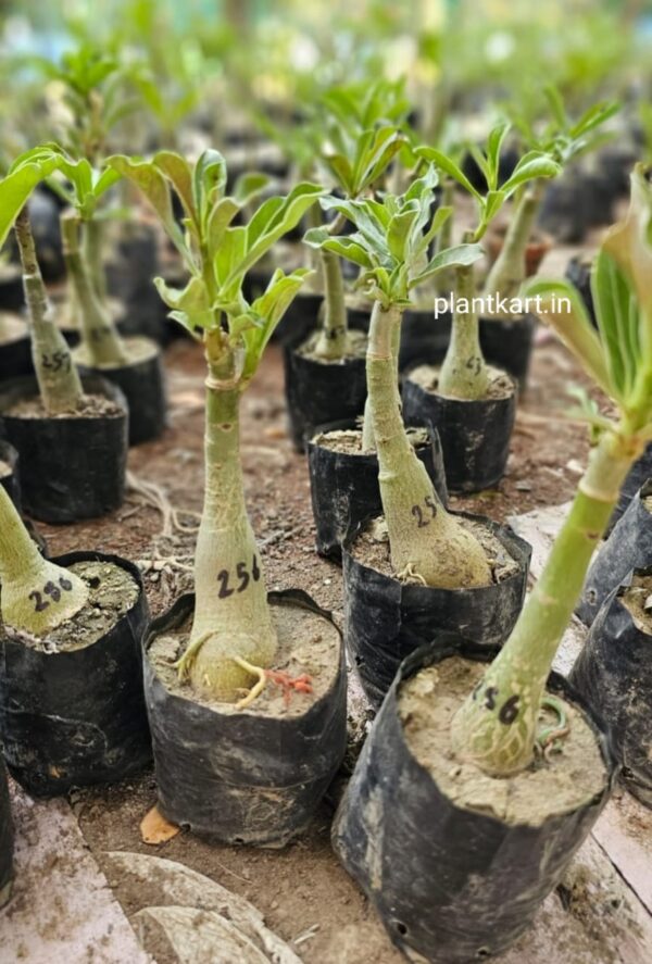 adenium single petal flower