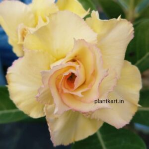 adenium flower