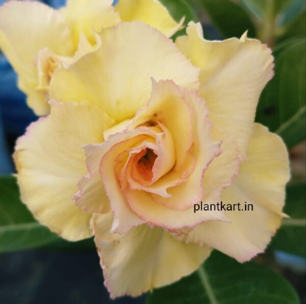 adenium flower