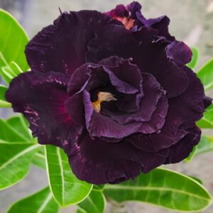 adenium plant online sell