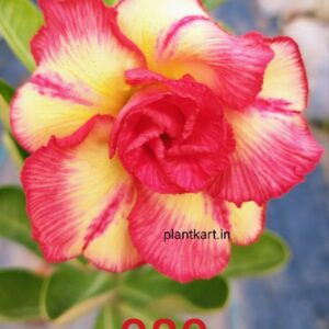grafted desert rose flower