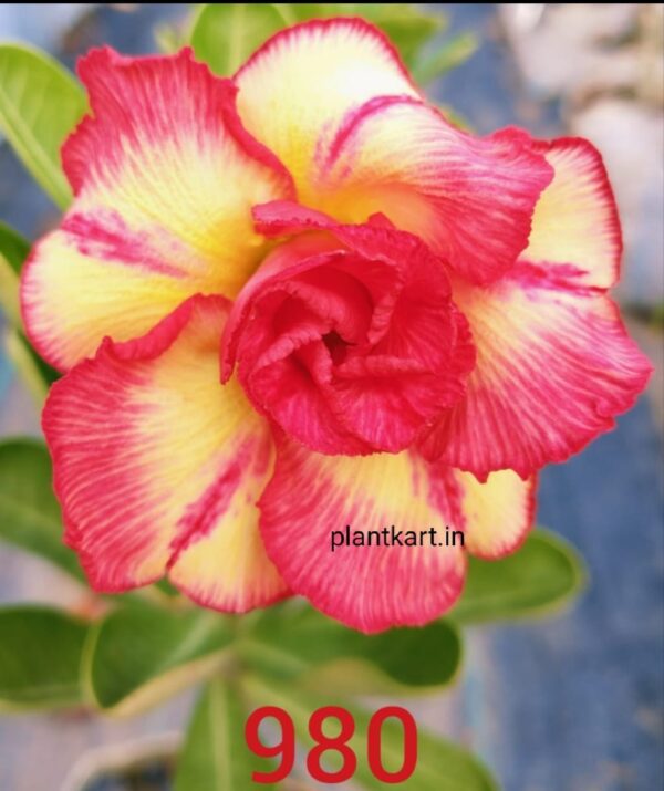 grafted desert rose flower