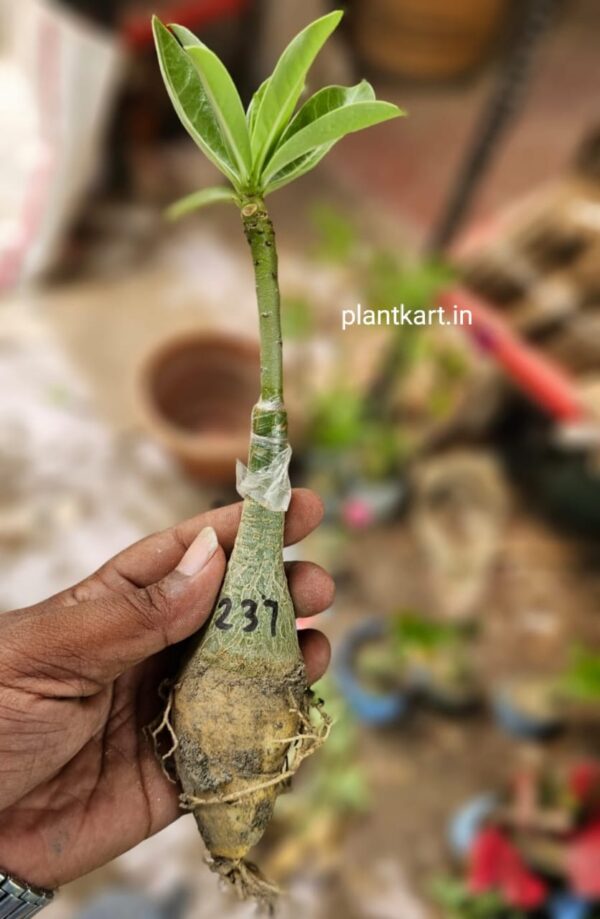 adenium plant online sell