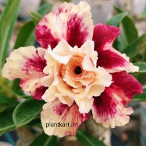 adenium flower plant
