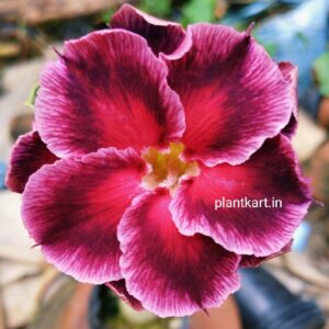 adenium flower plant online sell