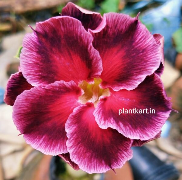 adenium flower plant online sell