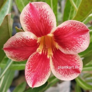 adenium plant