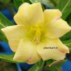 adenium single petal flower