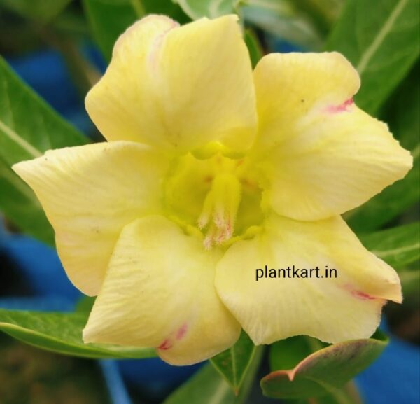 adenium single petal flower
