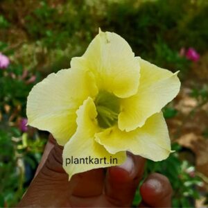 adenium single petal