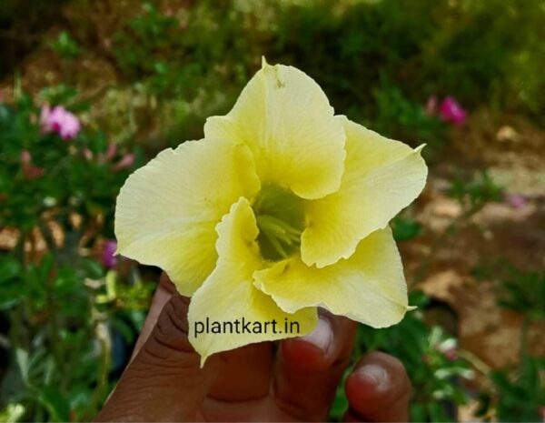 adenium single petal