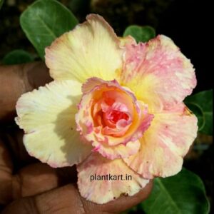 flower plant nursery adenium