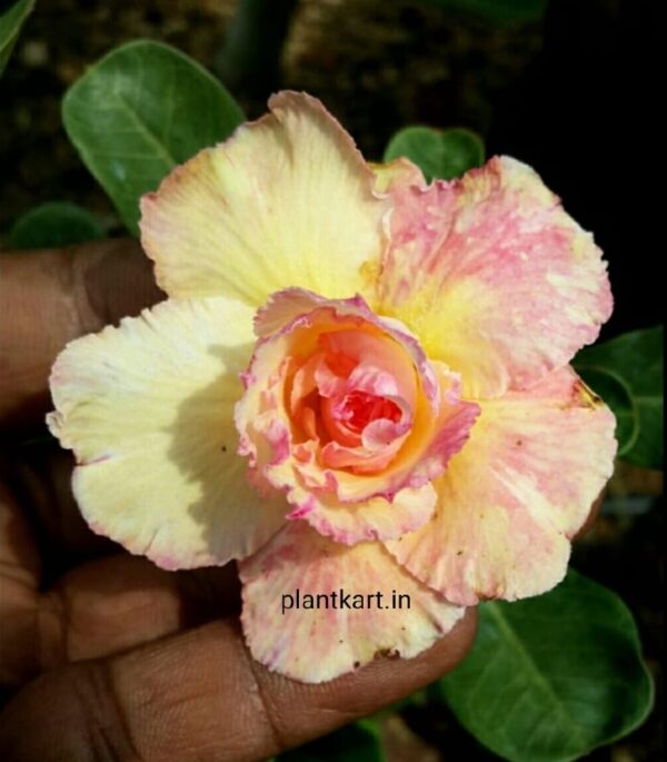 flower plant nursery adenium