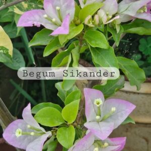bougainvillea