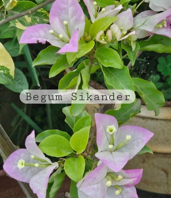 bougainvillea
