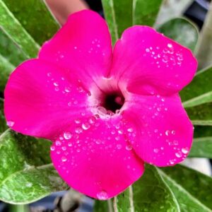 adenium plant online sell