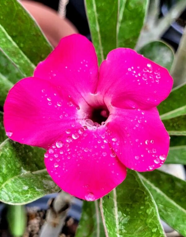 adenium plant online sell