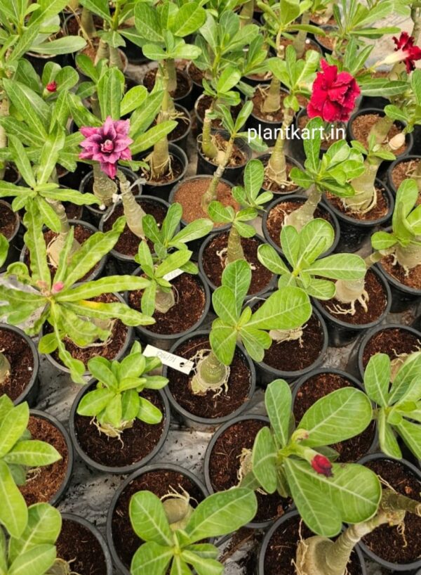 flower plant nursery adenium