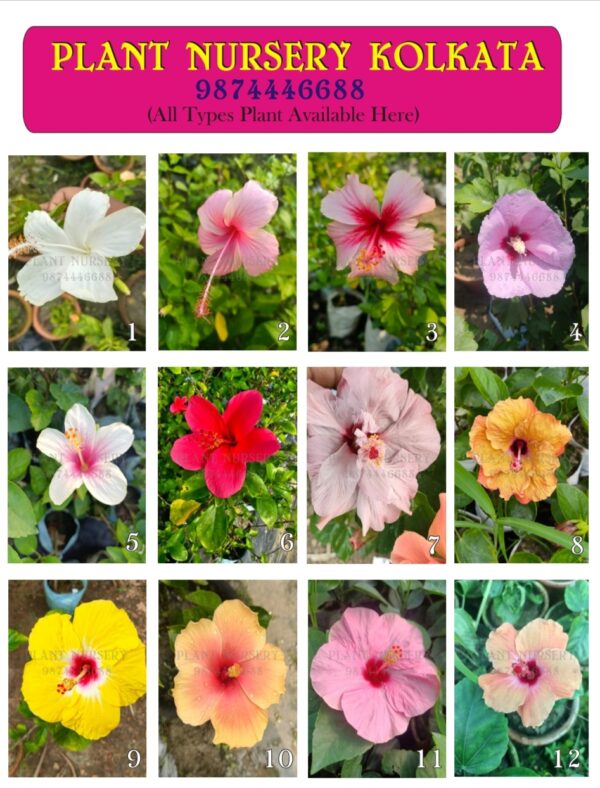 hibiscus flower