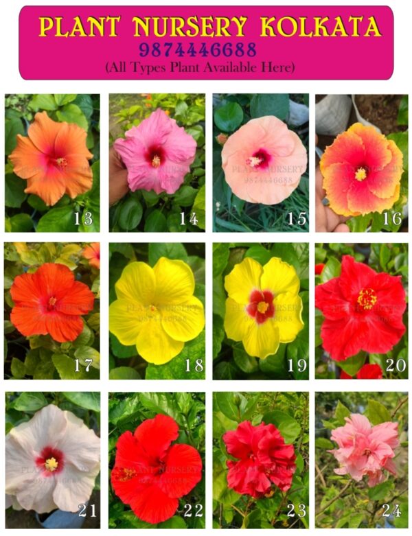hibiscus flower