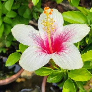 hibiscus