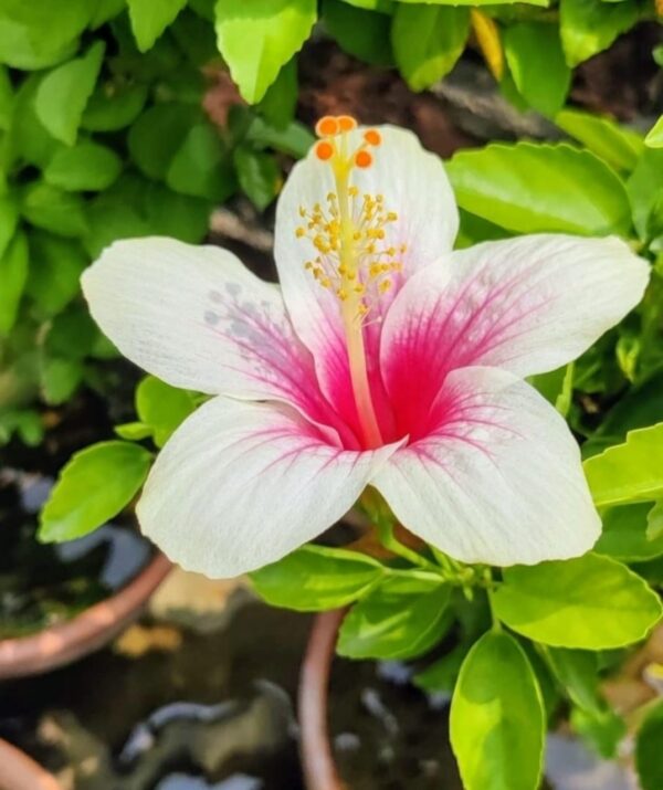 hibiscus