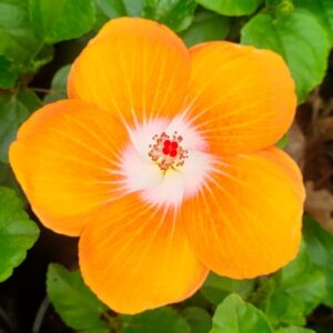 hibiscus flower