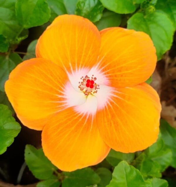 hibiscus flower