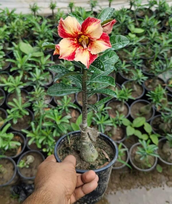 adenium plant online sell