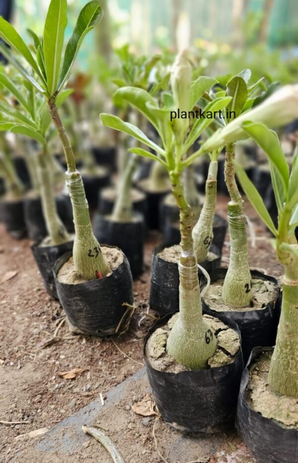flower plant nursery adenium