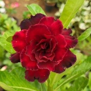 adenium plant online sell