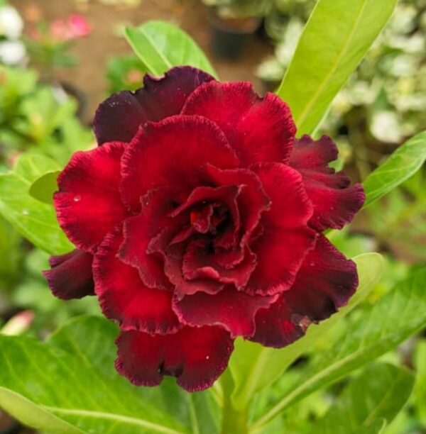 adenium plant online sell